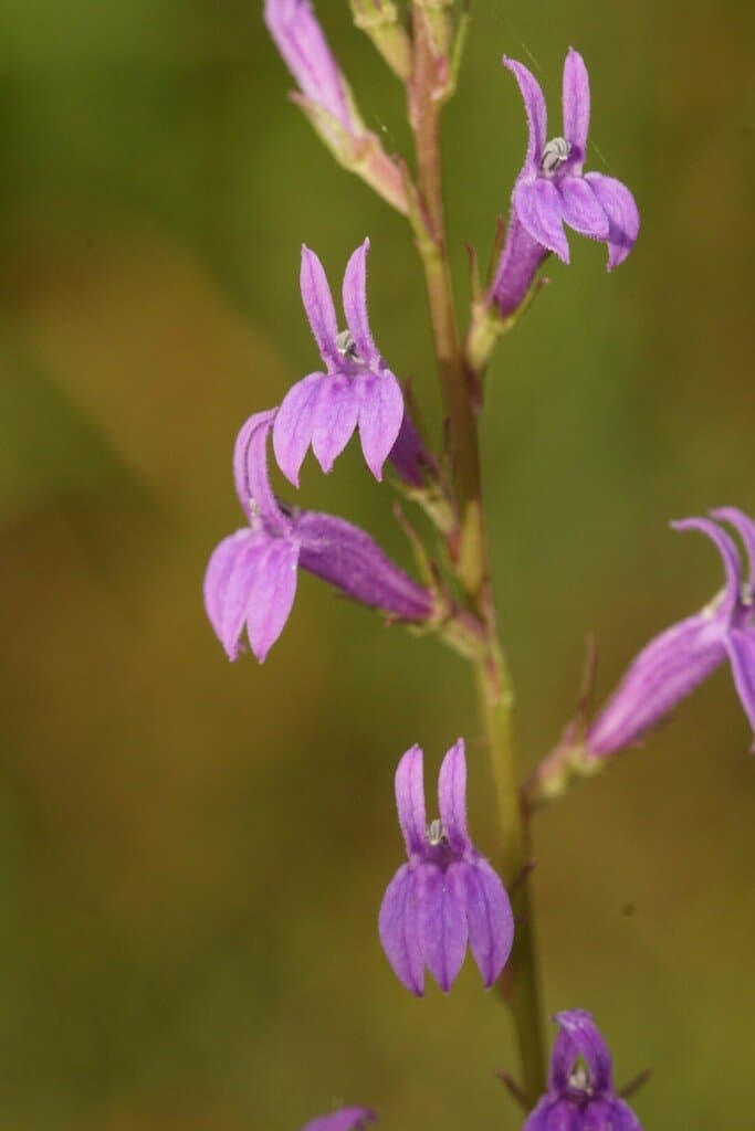 Lobelia urens L.