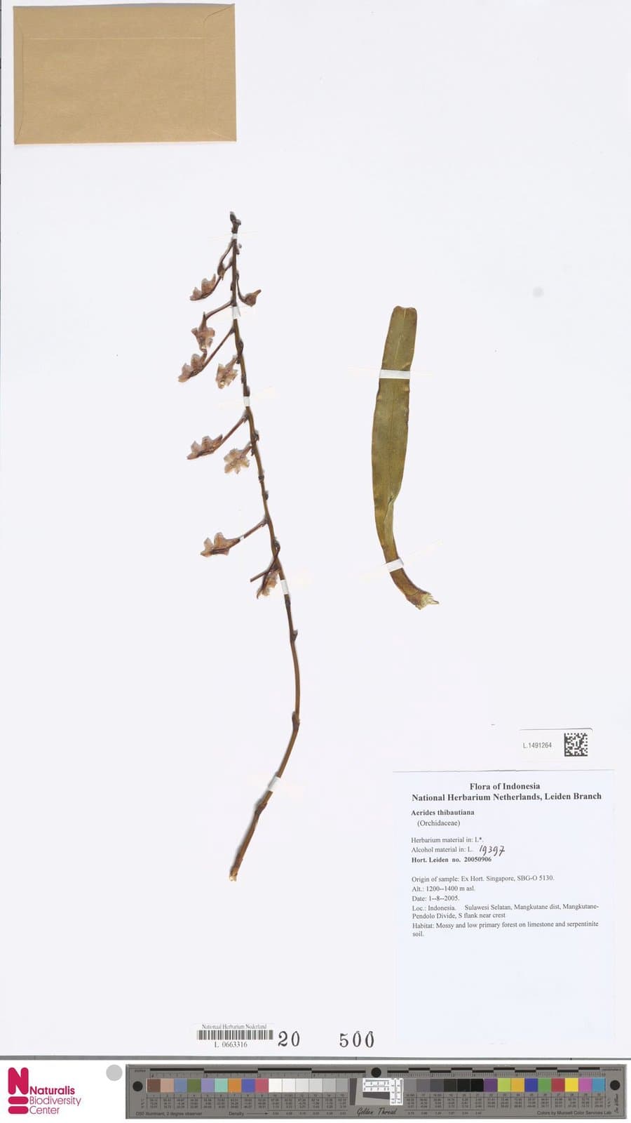 Aerides thibautiana Rchb.f.