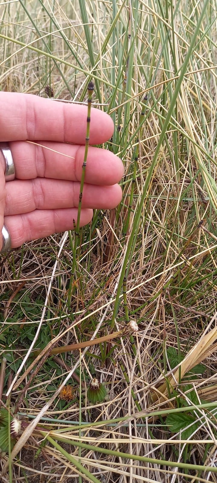 Equisetum ×meridionale (Milde) Chiov.
