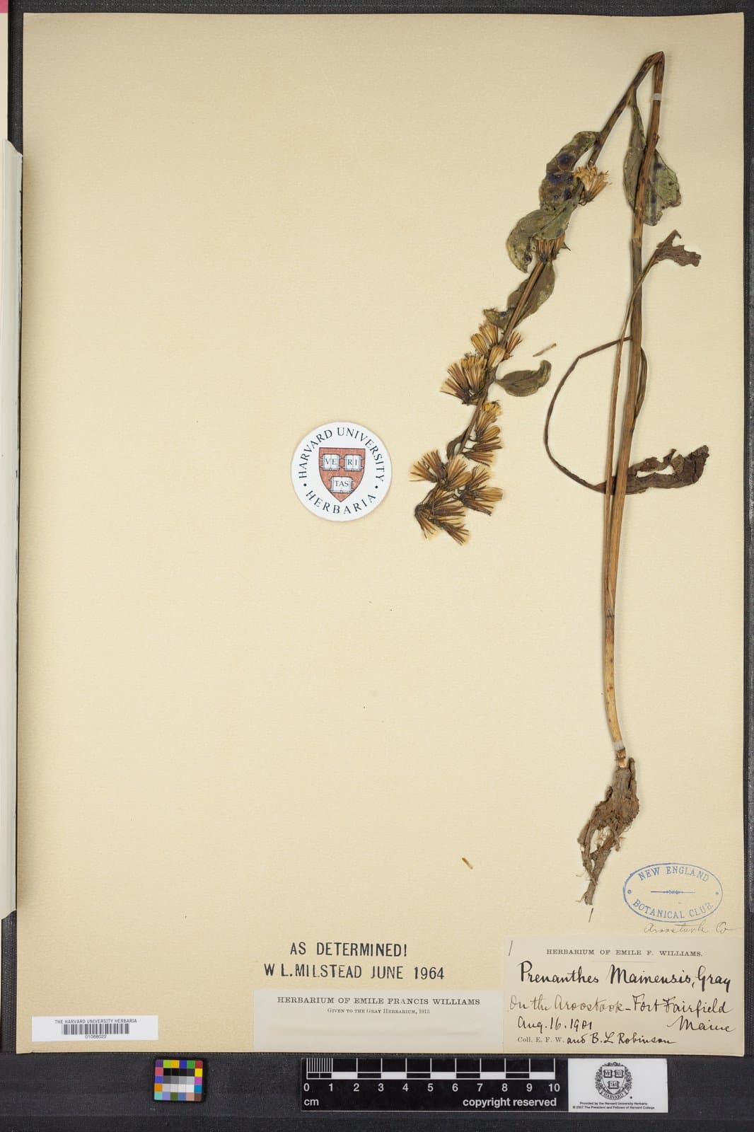 Nabalus ×mainensis A.Heller