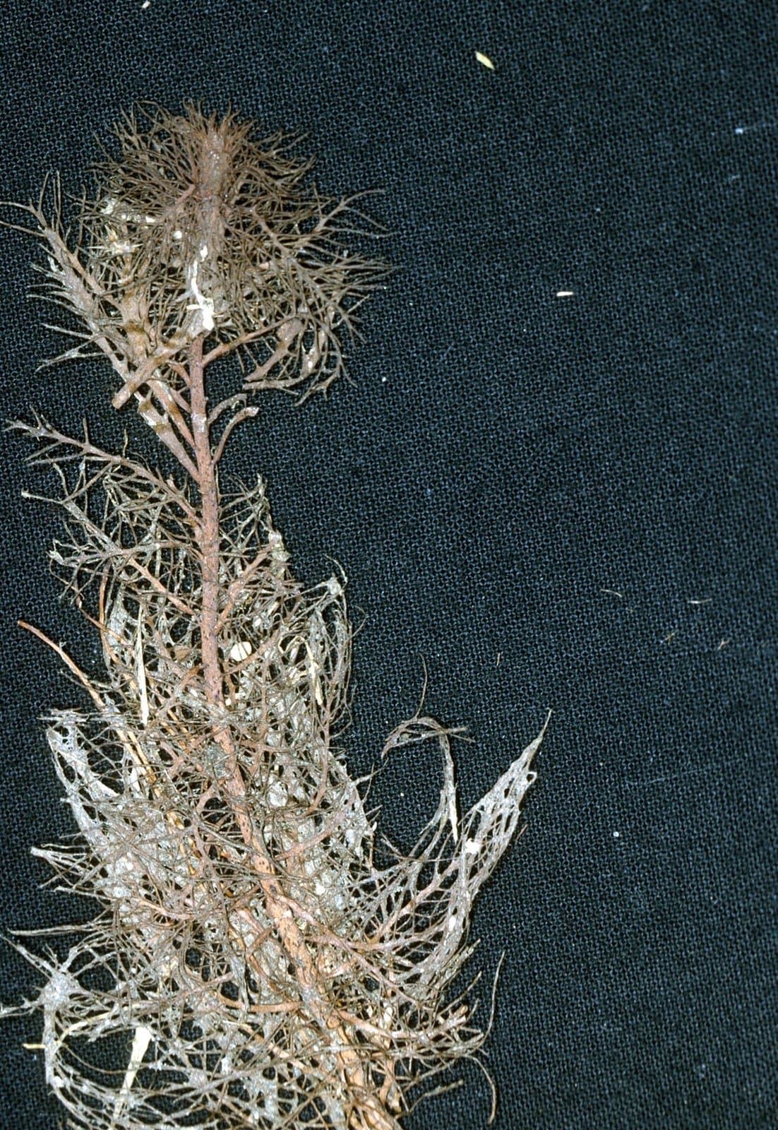 Myriophyllum heterophyllum Michx.