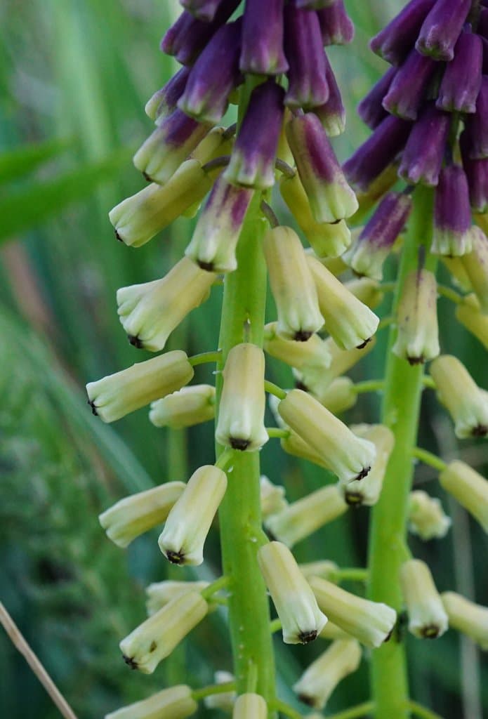 Muscari tenuiflorum Tausch