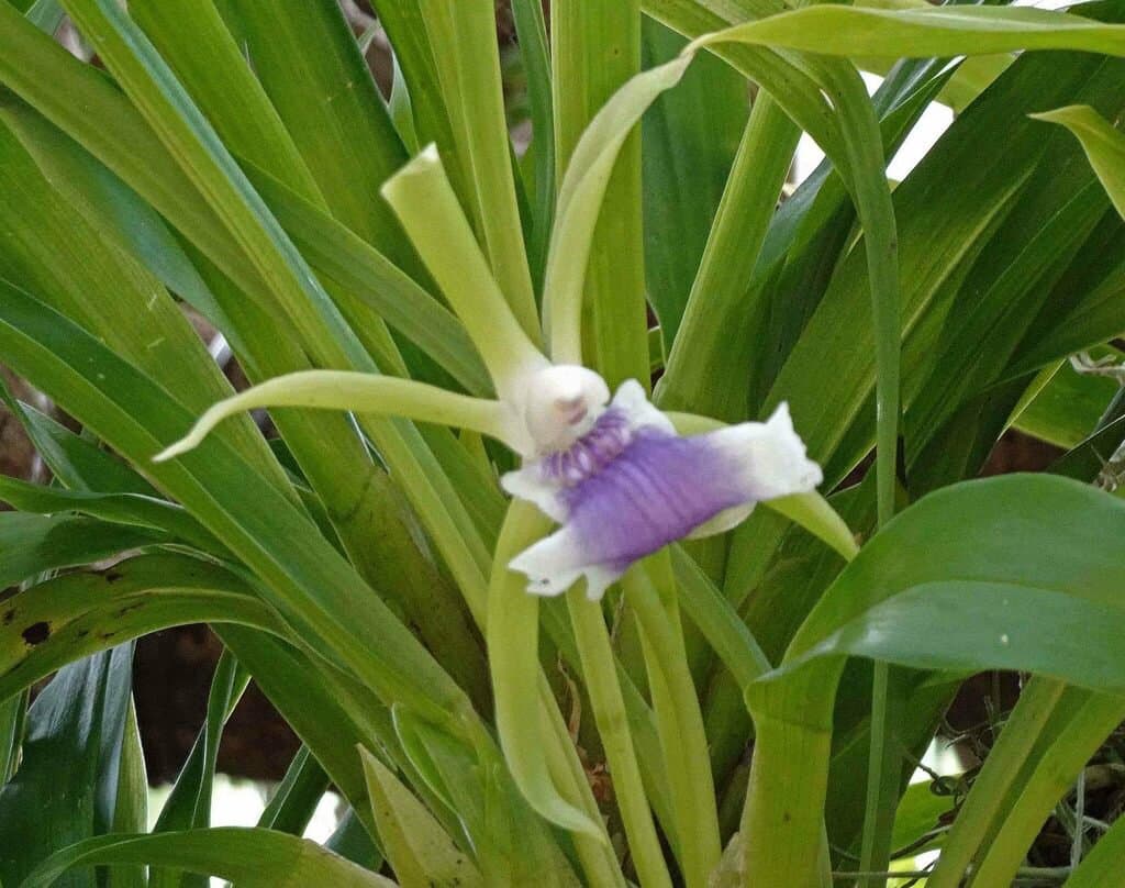 Cochleanthes aromatica (Rchb.f.) R.E.Schult. & Garay