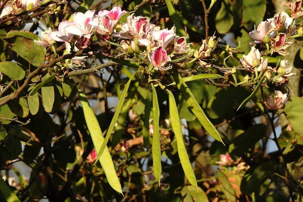 Bauhinia variegata L.
