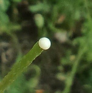 Papaver confine Jord.
