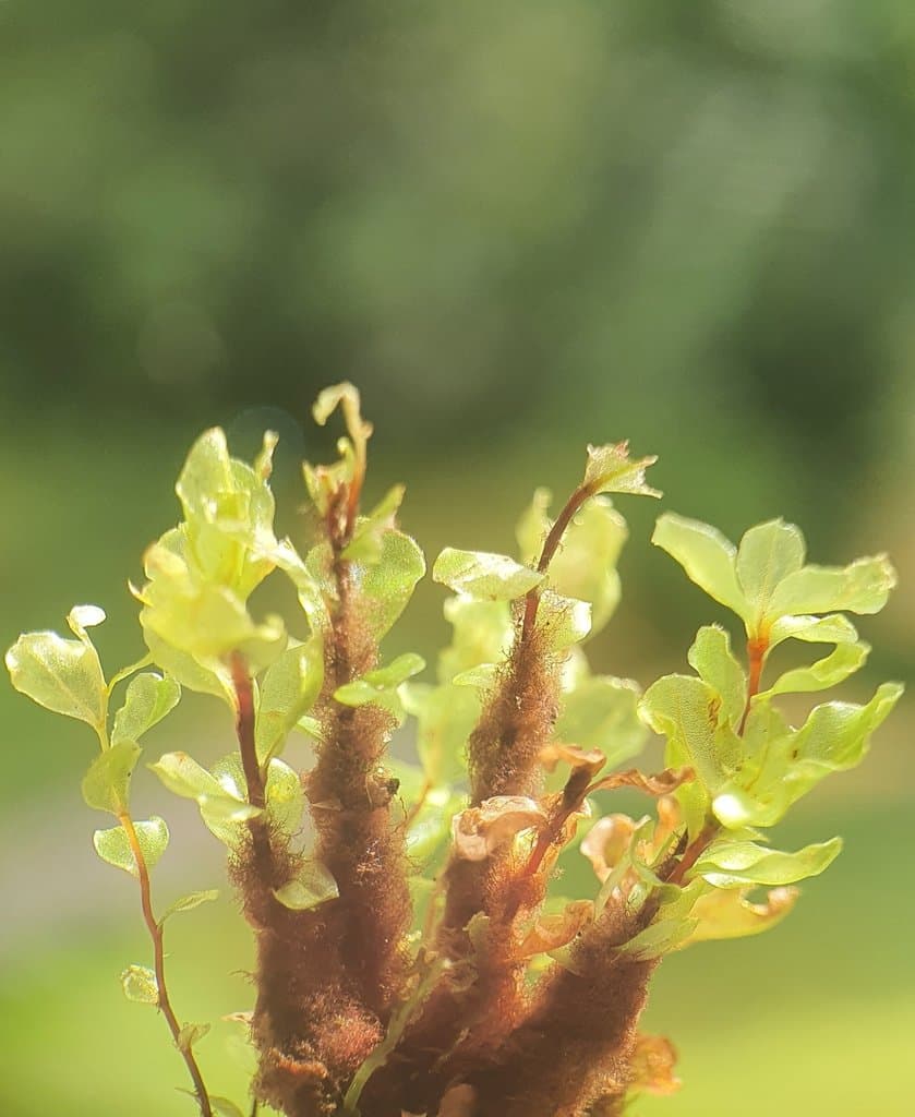 Rhizomnium pseudopunctatum (Bruch & Schimp.) T.J.Kop.