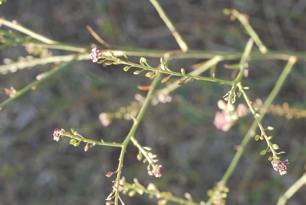 Lepidium graminifolium L.