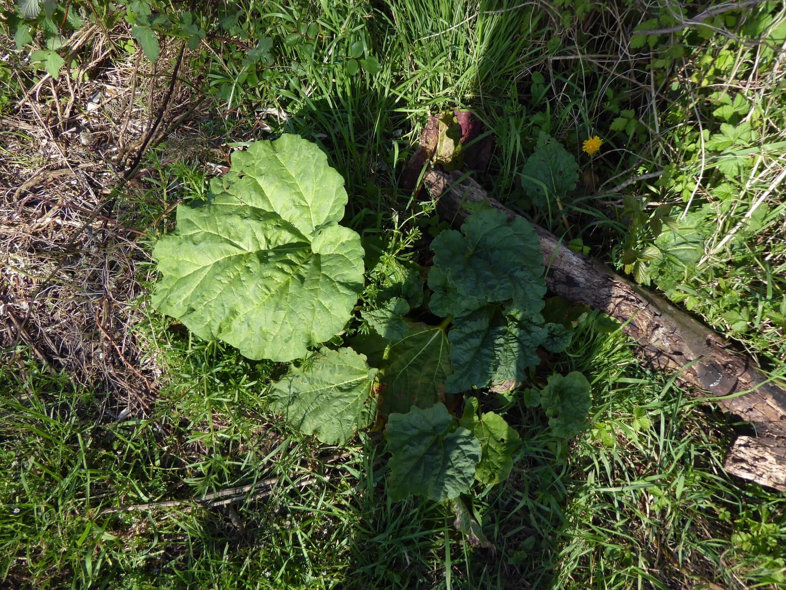 Rheum ×hybridum Murray