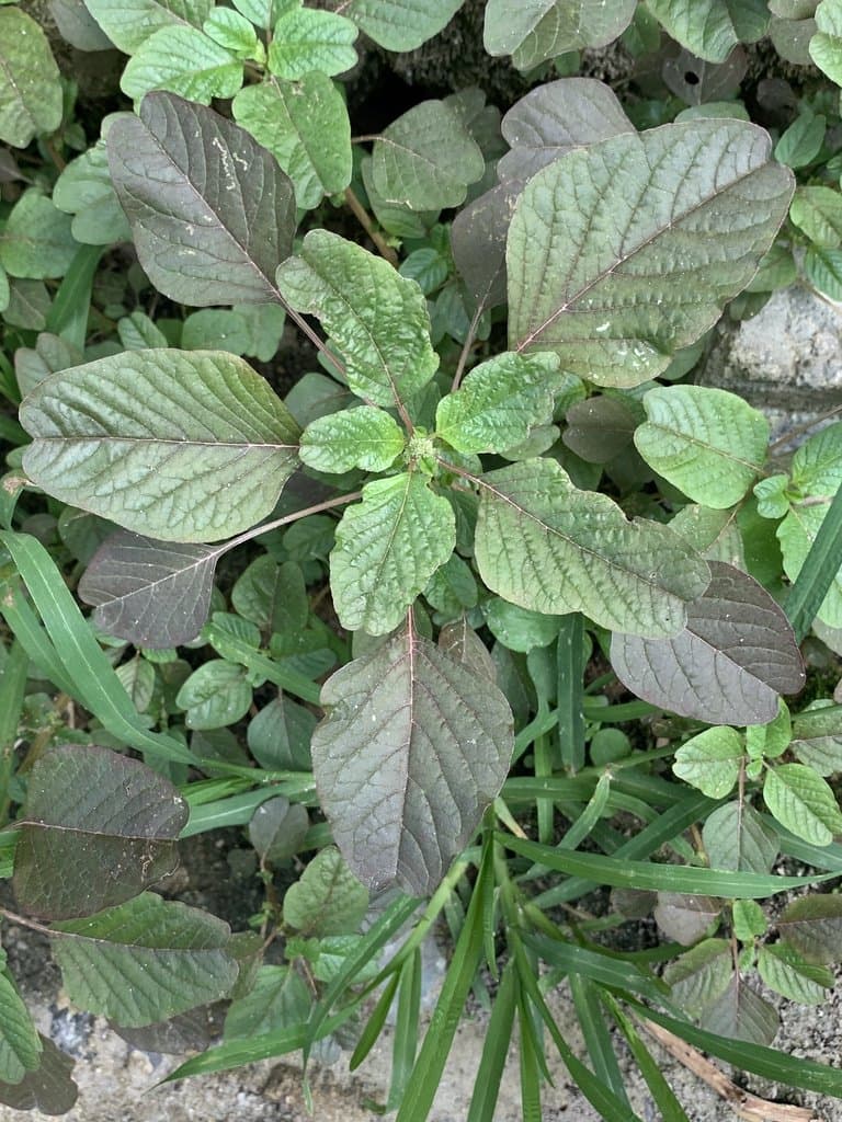 Amaranthus blitum L.