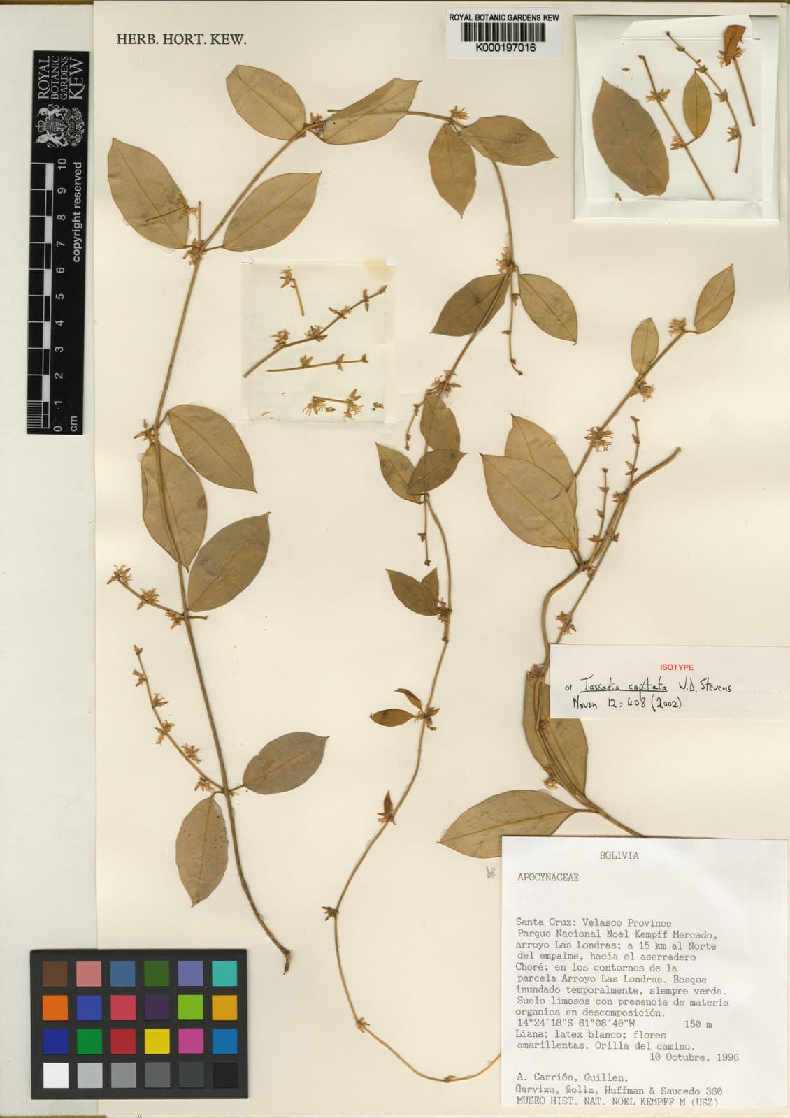 Tassadia capitata W.D.Stevens