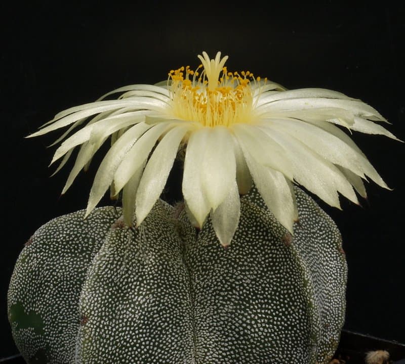 Astrophytum myriostigma Lem.
