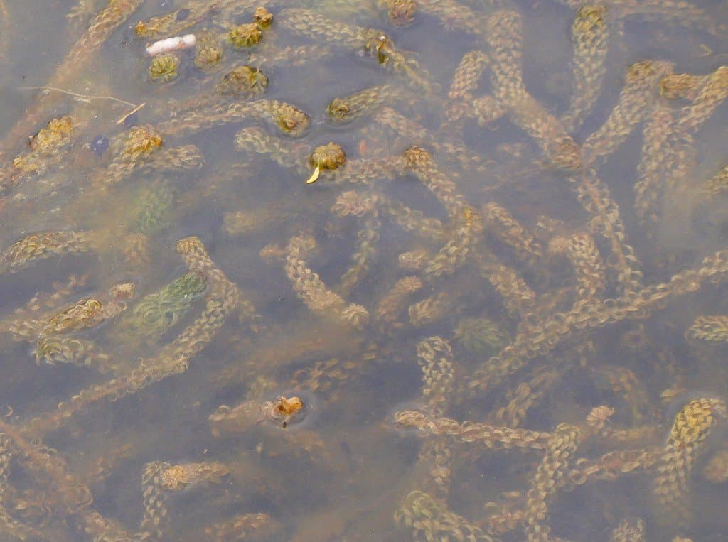 Lagarosiphon major (Ridl.) Moss