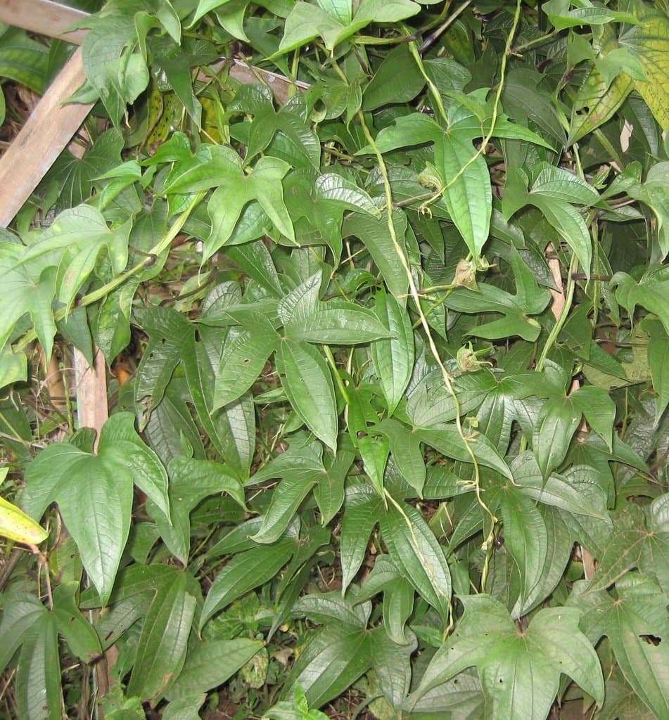 Dioscorea trifida L.f.