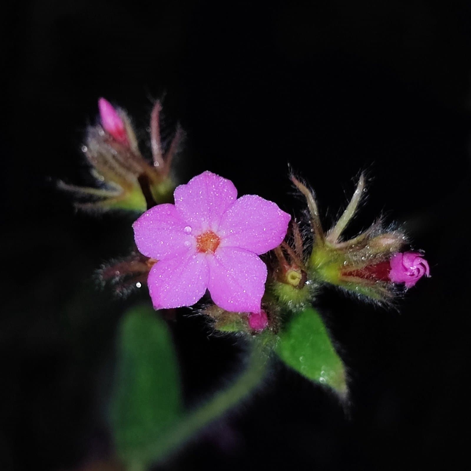 Sipanea hispida Benth. ex Wernham