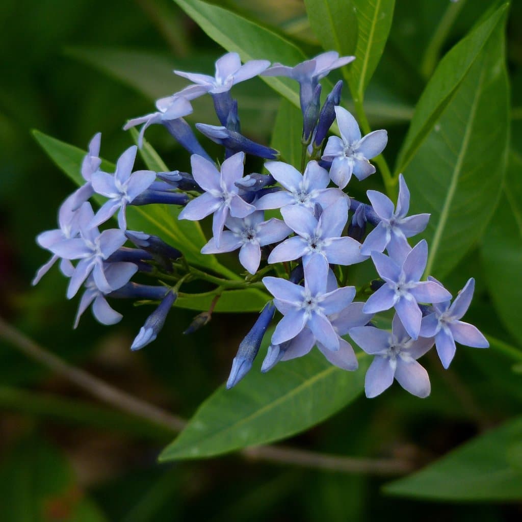 Amsonia tabernaemontana Walter