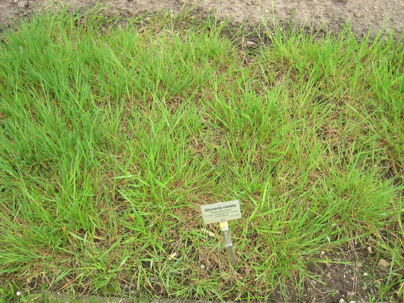 Glyceria notata Chevall.