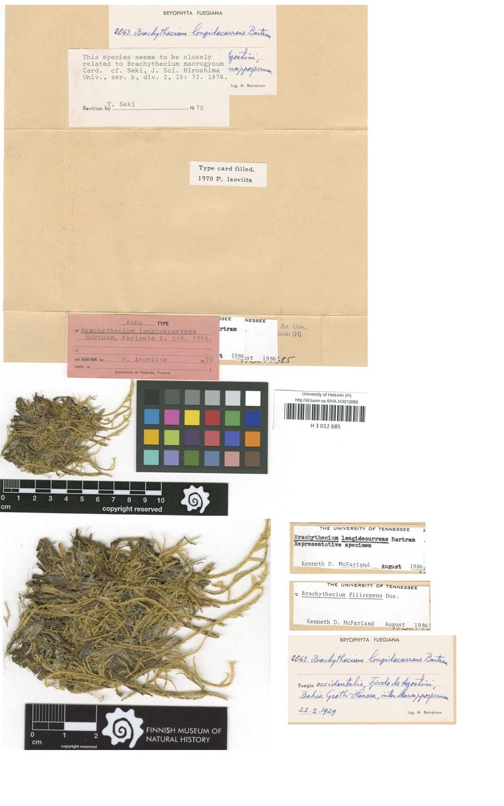 Sciuro-hypnum filirepens (Dusén) Ochyra & Żarnowiec