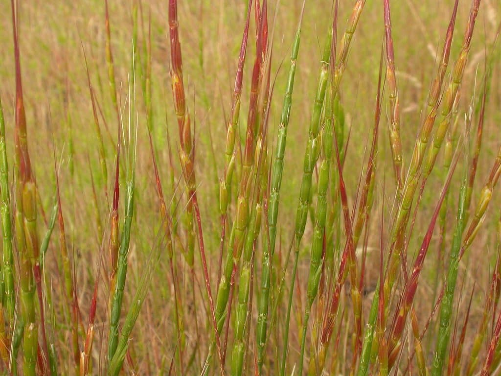 Aegilops cylindrica Host