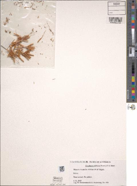 Gnephosis uniflora (Turcz.) P.S.Short