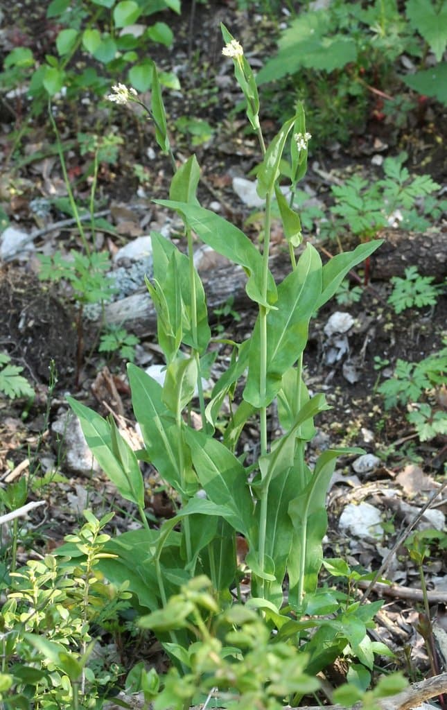 Fourraea alpina (L.) Greuter & Burdet