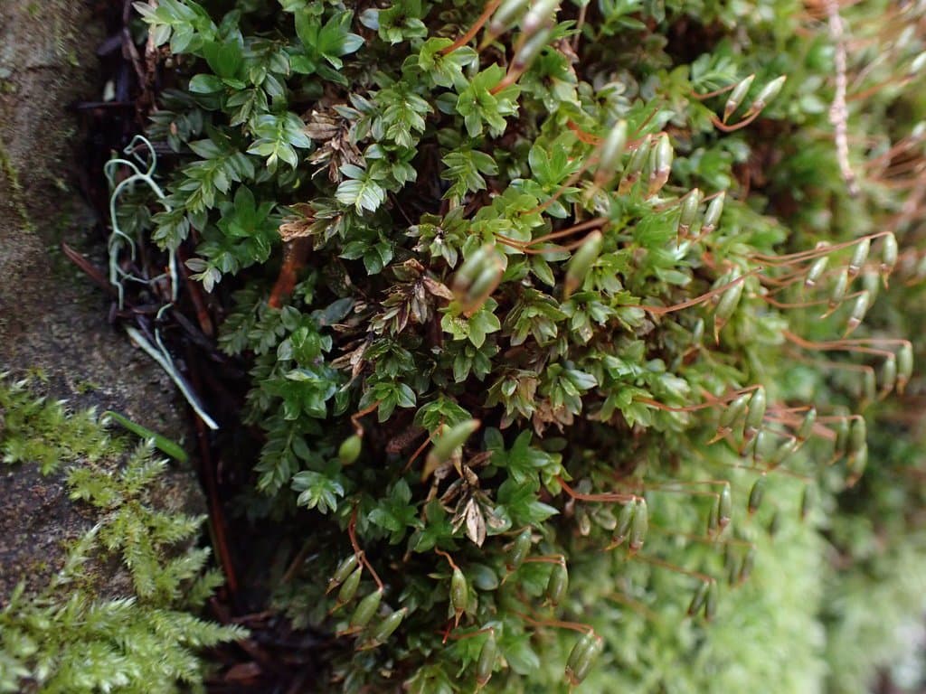 Mnium spinulosum Bruch & Schimp.