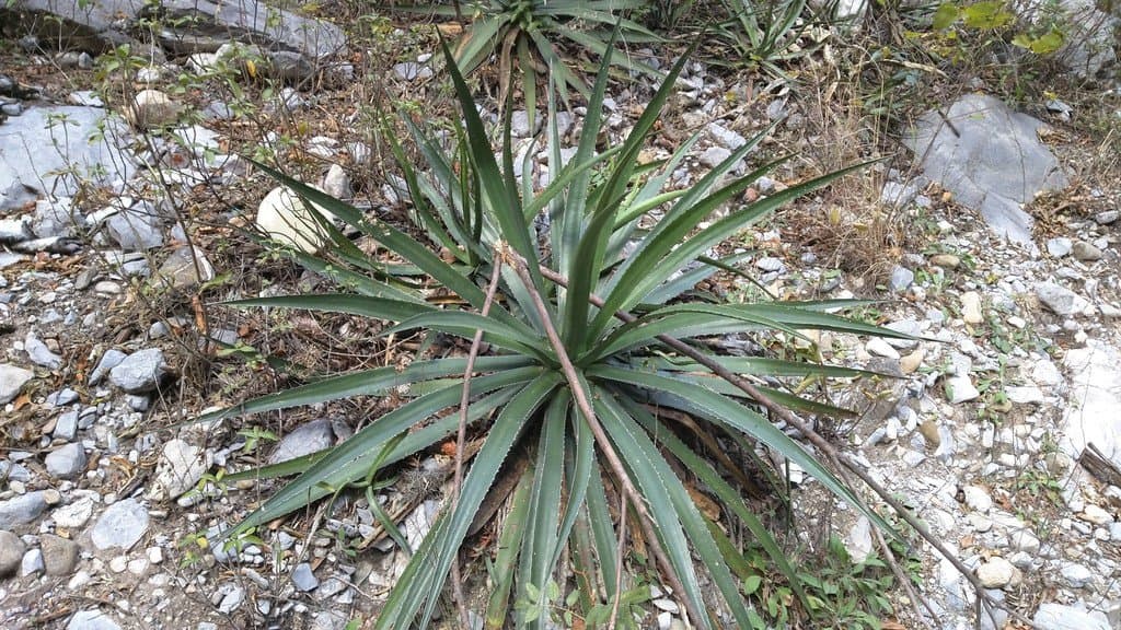 Agave funkiana K.Koch & C.D.Bouché