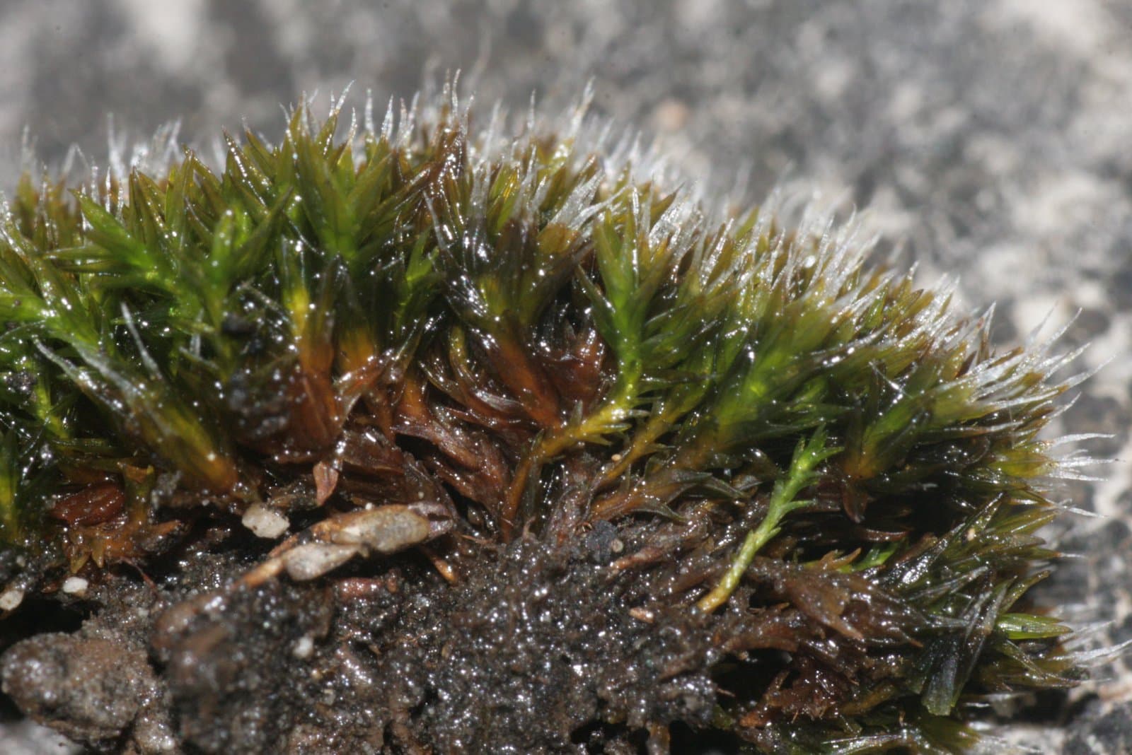 Schistidium brunnescens Limpr.