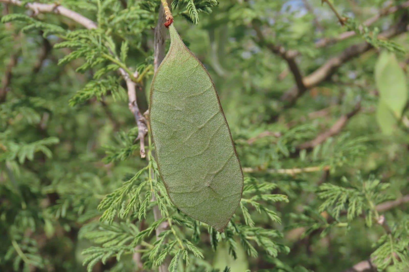 Senegalia senegal (L.) Britton