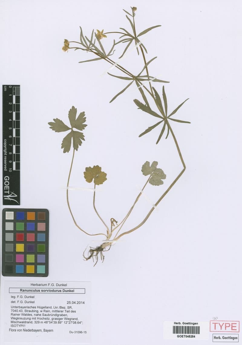 Ranunculus sorviodurus Dunkel