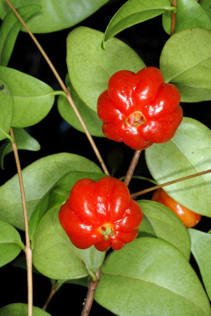 Eugenia uniflora L.
