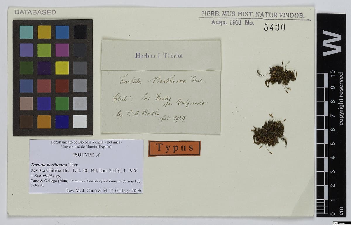 Syntrichia berthoana (Thér.) M.T.Gallego & M.J.Cano