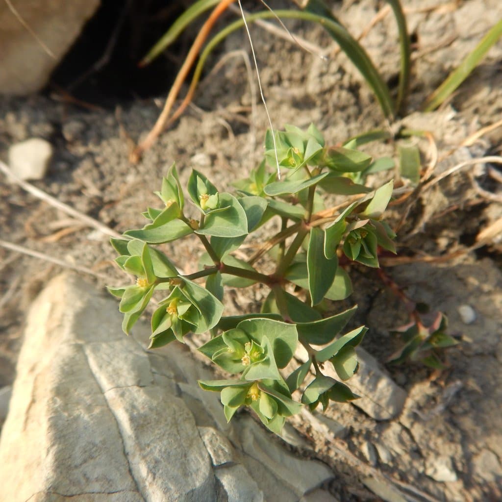 Euphorbia falcata L.