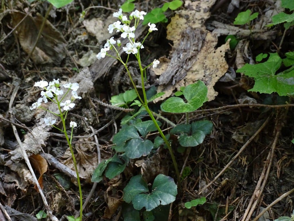 Cardamine trifolia L.