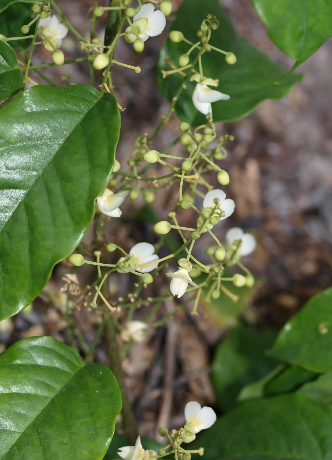 Airyantha schweinfurthii (Taub.) Brummitt