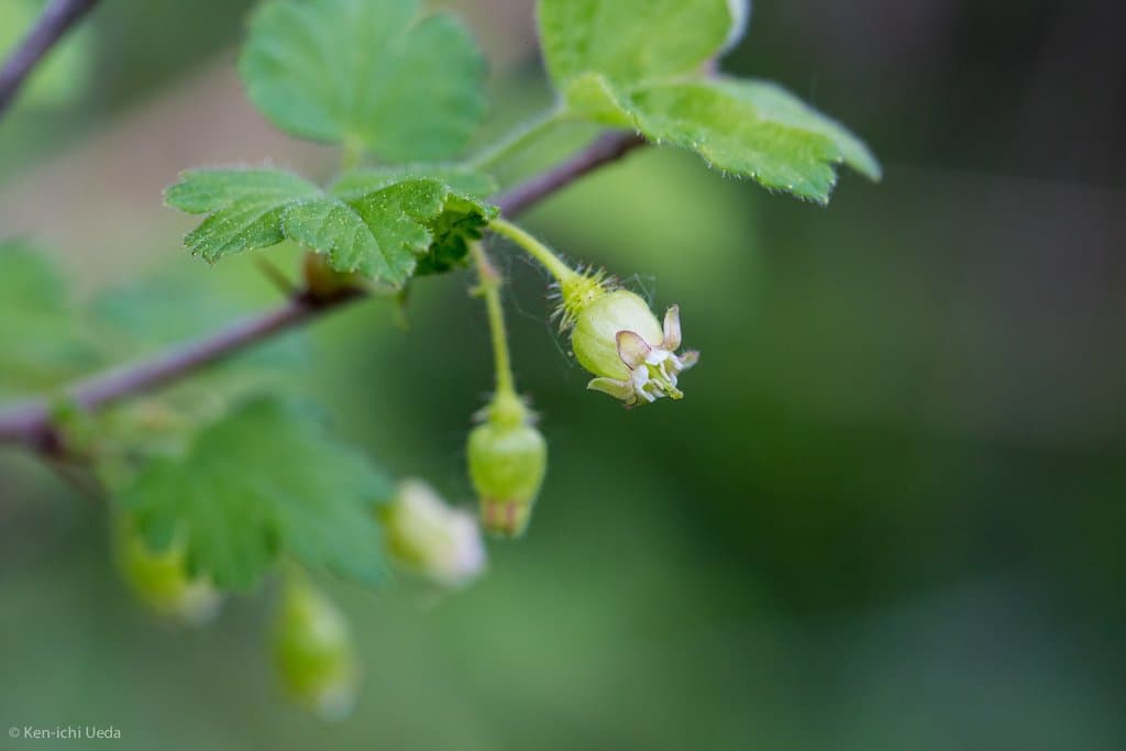 Ribes cynosbati L.