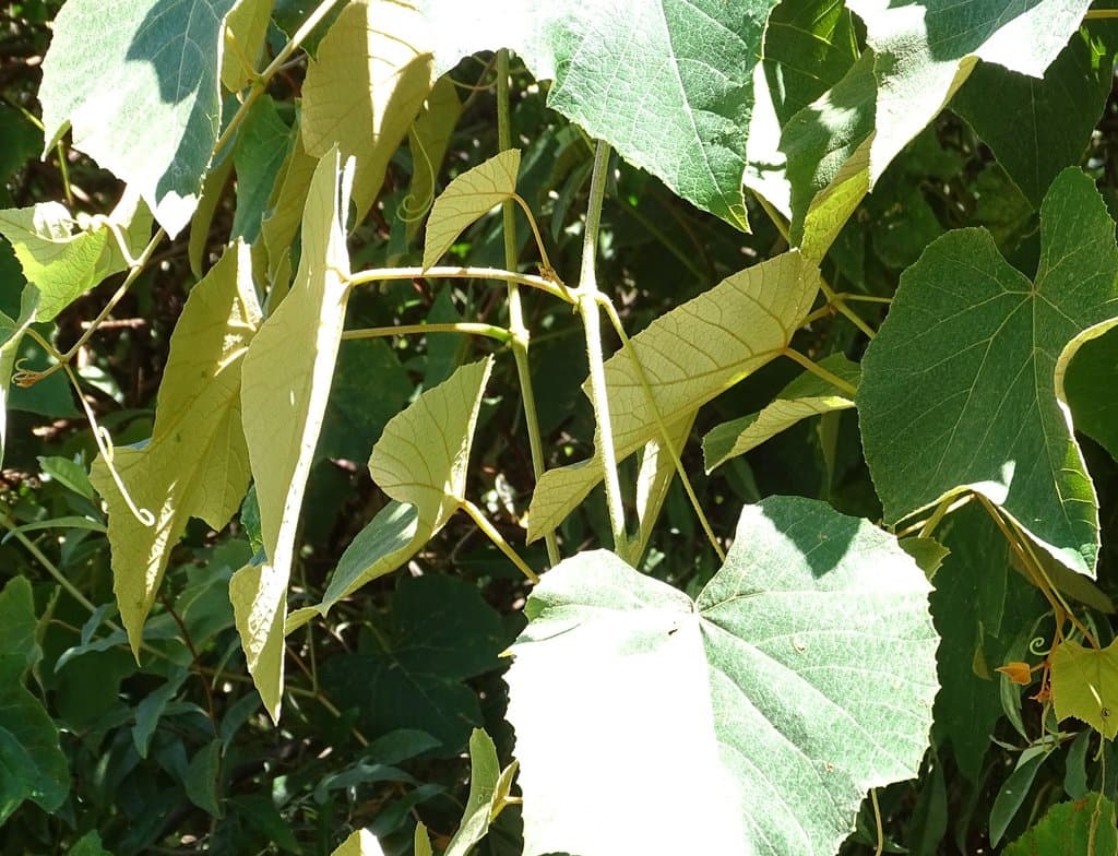 Vitis labrusca L.