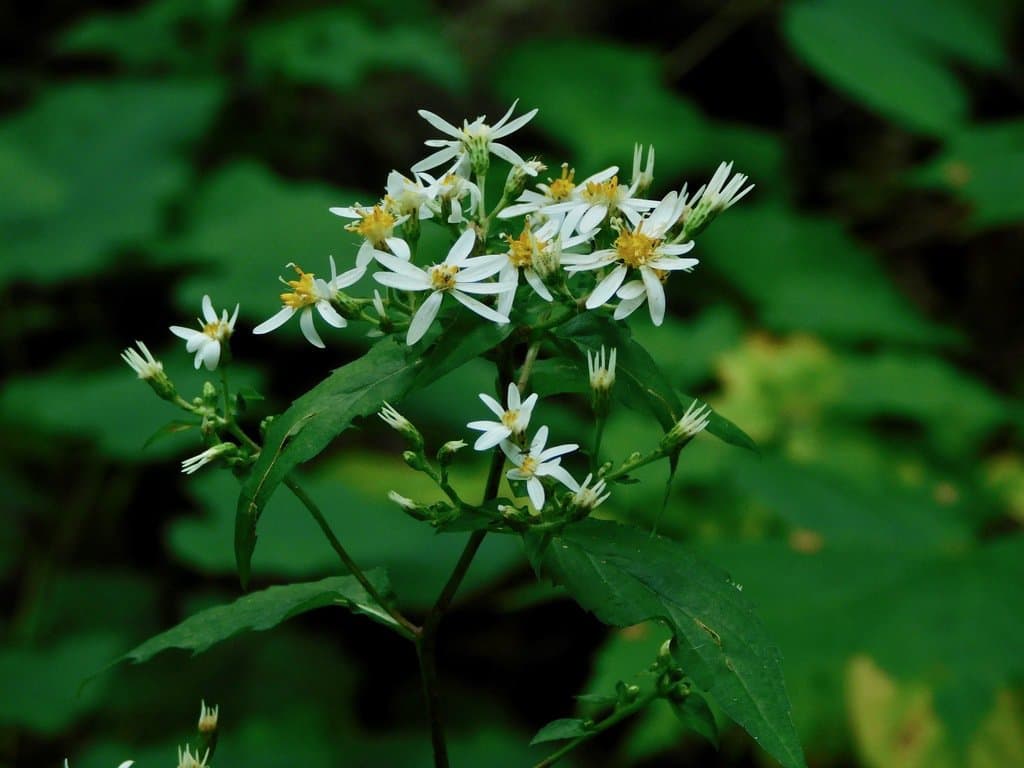 Eurybia divaricata (L.) G.L.Nesom