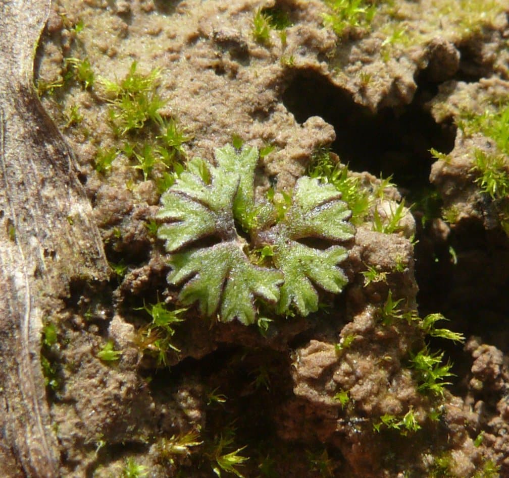 Riccia warnstorfii Limpr. ex Warnst.