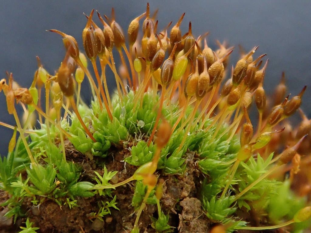 Pterygoneurum ovatum (Hedw.) Dixon