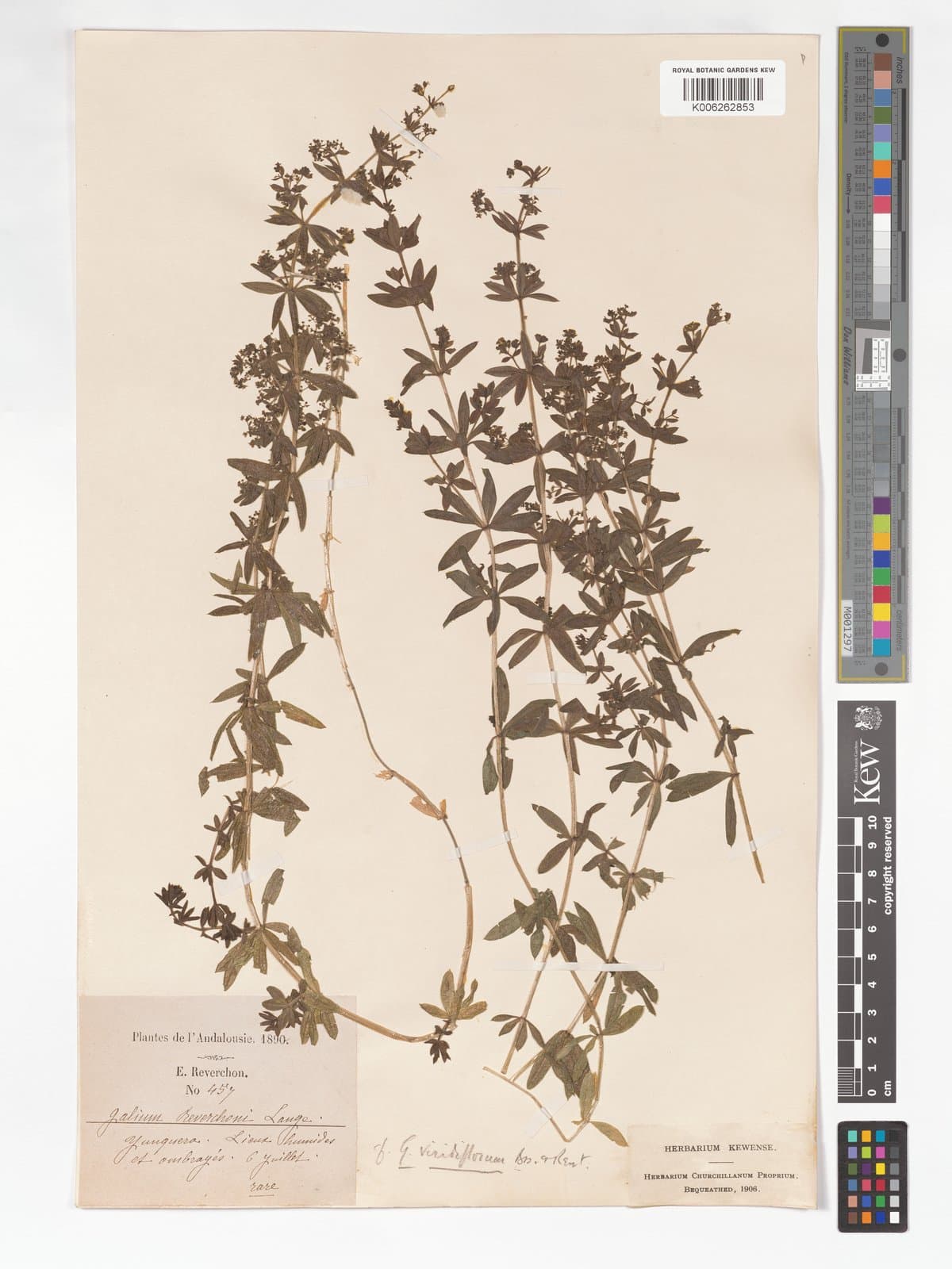 Galium viridiflorum Boiss. & Reut.