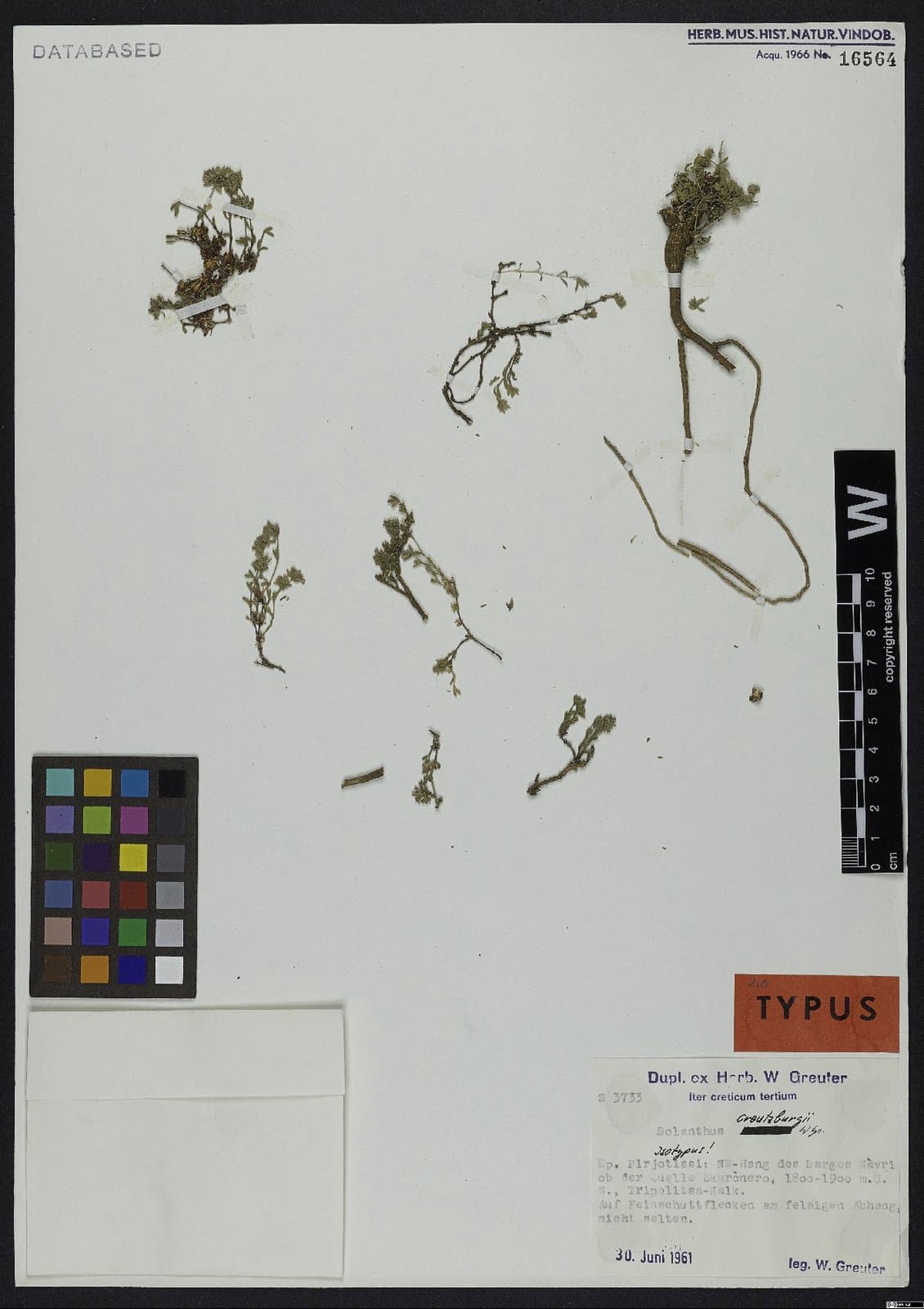 Graecobolanthus creutzburgii (Greuter) Rabeler & Madhani