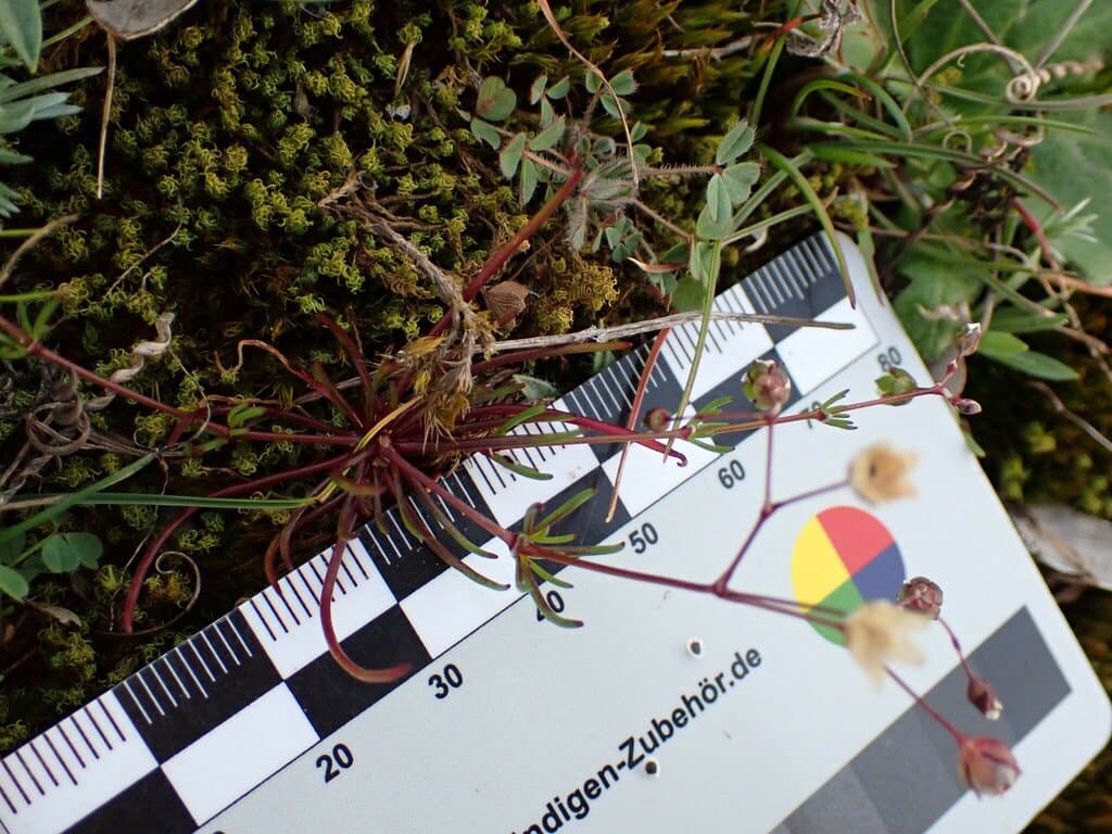 Spergula pentandra L.