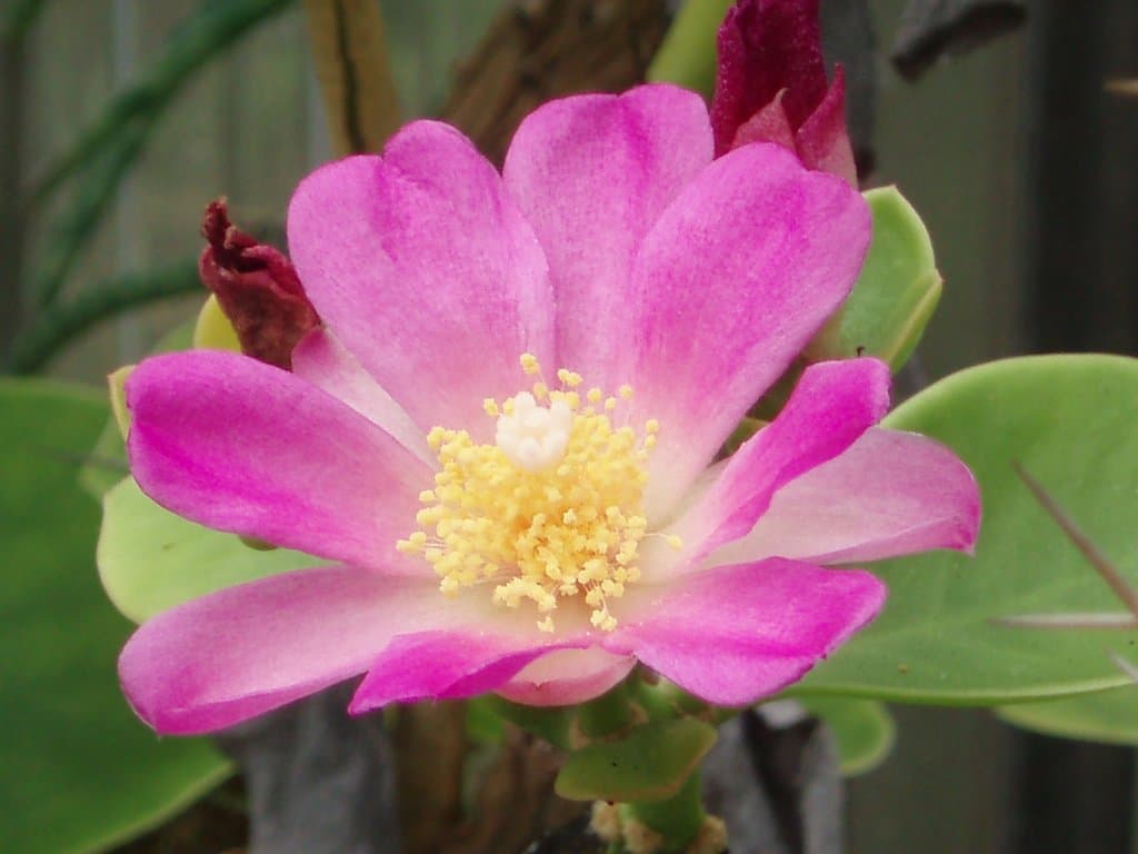 Pereskia bahiensis subsp. bahiensis