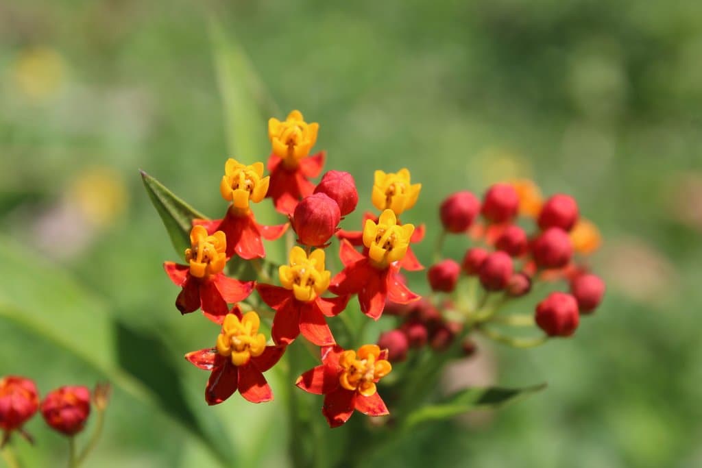 Asclepias curassavica L.