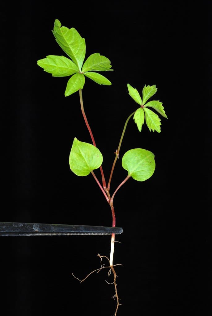 Parthenocissus quinquefolia (L.) Planch.
