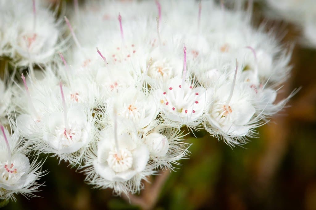 Verticordia eriocephala A.S.George