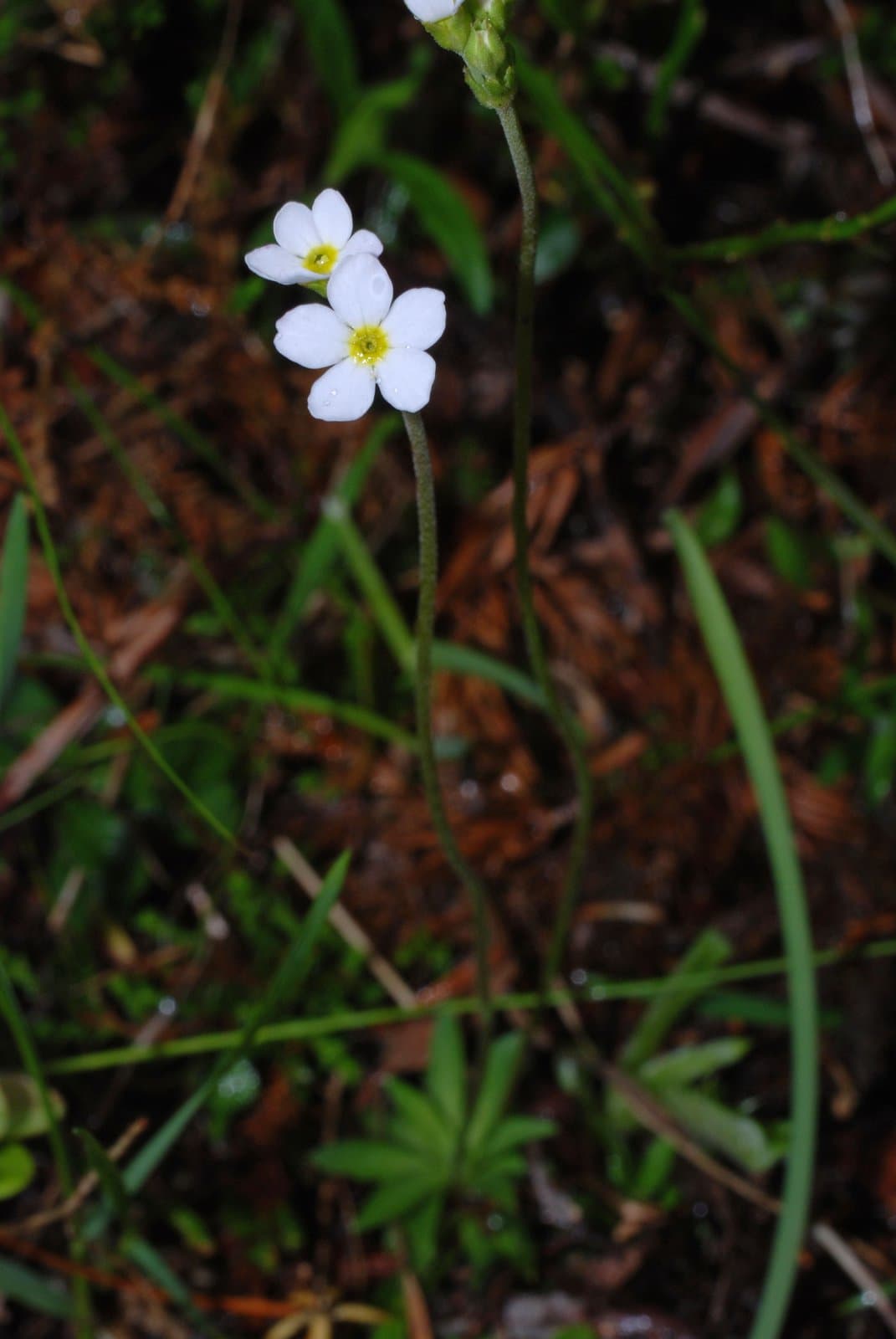 Androsace obtusifolia All.