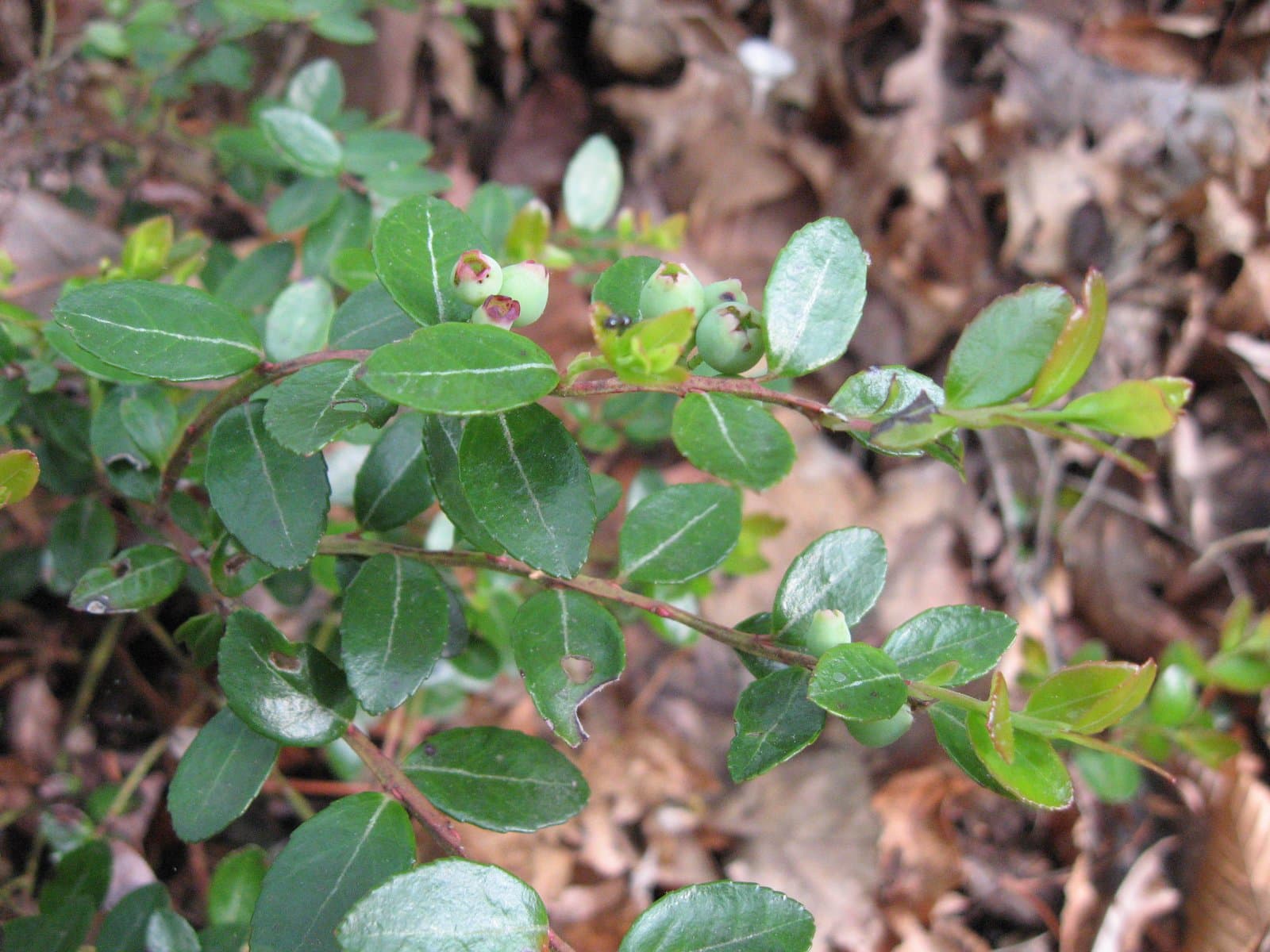 Gaylussacia brachycera (Michx.) Torr. & A.Gray ex A.Gray