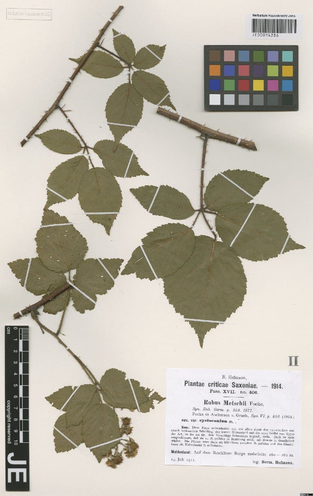 Rubus jansenii H.E.Weber