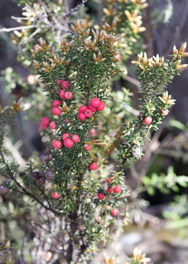 Leptecophylla parvifolia (R.Br.) Jarman